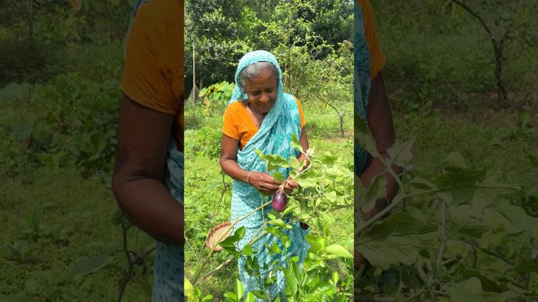 Steamed Eggplant Delight | Bengali Style Begun Bhapa Recipe #shorts #recipe #cooking