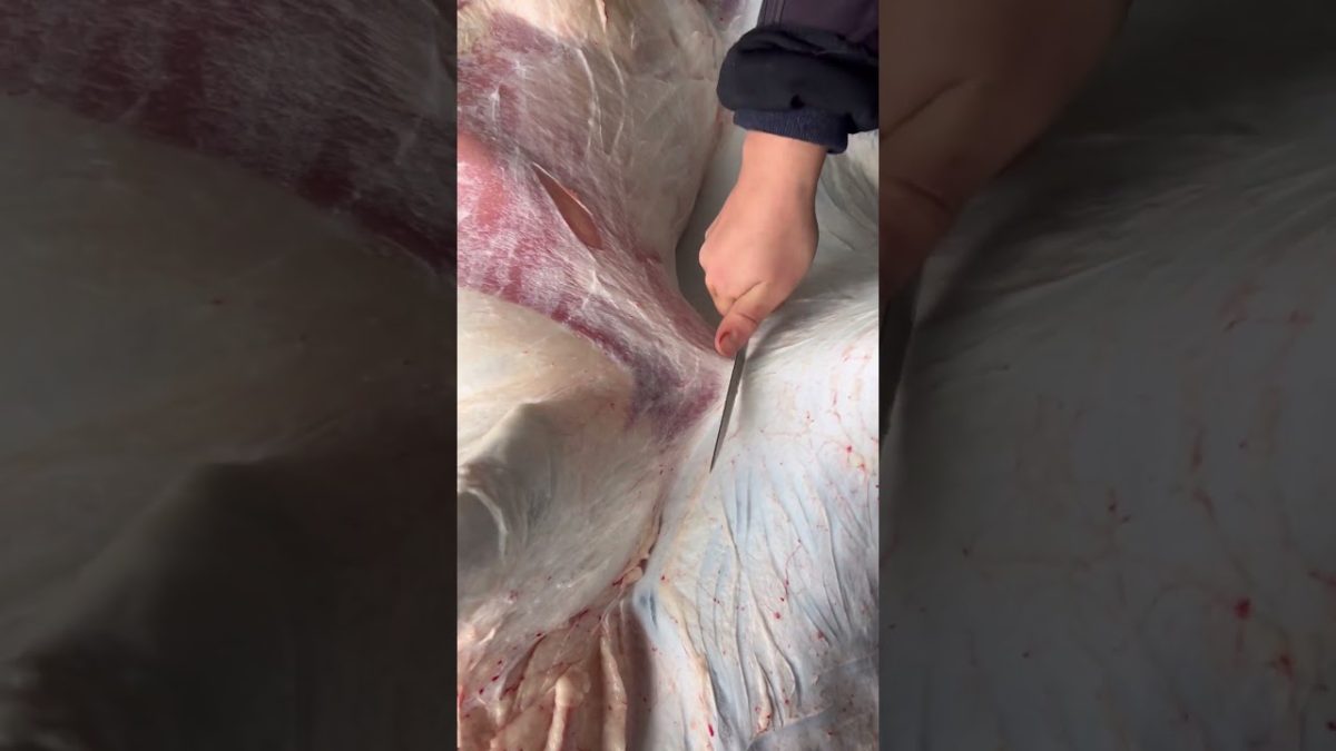 Satisfying Meat Cutting ✨ | Perfect Knife Skills #bbq #shorts #bbqmeat #bbqfoodbeefusa #grilledmeat