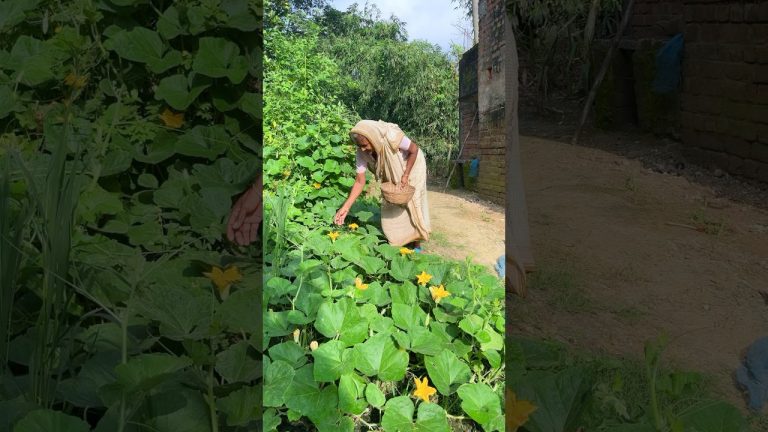 Unique Pumpkin Flower Curry | Traditional Village Style Recipe #shorts #recipe #indianfood