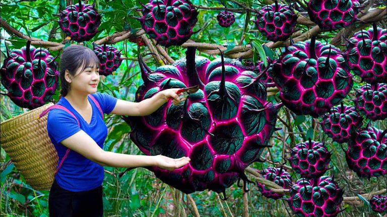 Harvest Wild Custard Apples in Forest for Sale – Recipe Traditional Fried Pork in Village