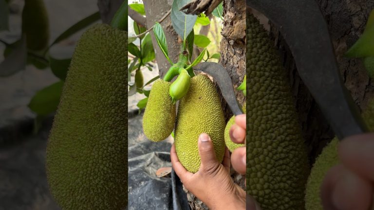 Village Style Raw Jackfruit Curry | Simple Homemade Recipe #shorts #cooking #recipe